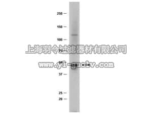 merck millipore,默克密理博,04-123,Anti-TAL-1 Antibody, clone BTL73
