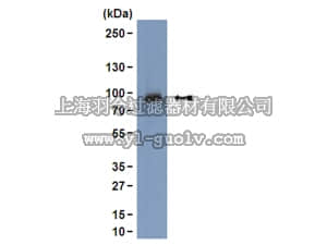 merck millipore,默克密理博,04-139,Anti-Plakoglobin Antibody, clone 15F11