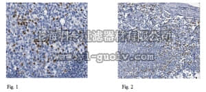 merck millipore,默克密理博,04-142,Anti-IRF4 Antibody, clone 3E4