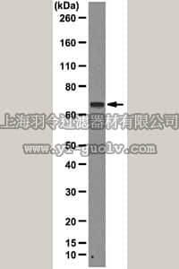 merck millipore,默克密理博,04-1460,Anti-PRMT5 Antibody, clone 23C7