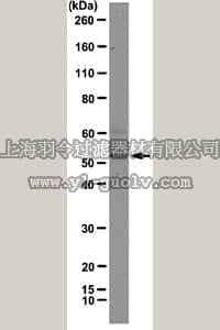 merck millipore,默克密理博,04-1462,Anti-hnRNP F Antibody, clone 3H4