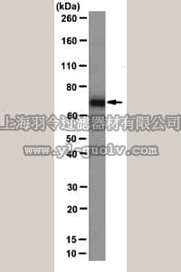 merck millipore,默克密理博,04-1467,Anti-PABP 1 Antibody, clone 10E10