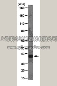 merck millipore,默克密理博,04-1469,Anti-hnRNP A1 Antibody, clone 9H10