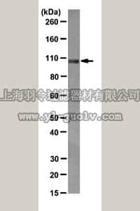 merck millipore,默克密理博,04-146,Anti-NLRX1 Antibody