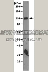 merck millipore,默克密理博,04-1488,Anti-HIRA Antibody, clone WC119