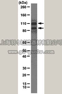 merck millipore,默克密理博,04-1497,Anti-CTCF Antibody, clone 2.27.2.5.3.2.5