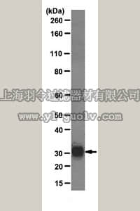 merck millipore,默克密理博,04-1501,Anti-B7-H3 (CD276) Antibody, clone MJ8