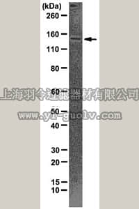 merck millipore,默克密理博,04-1506,Anti-CTCF Antibody, clone 1.2.1.5.4