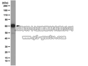merck millipore,默克密理博,04-1524,Anti-Cdt1 Antibody, clone PKS136, 1-104