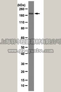 merck millipore,默克密理博,04-1525,Anti-TAFII250 Antibody, clone 6B3