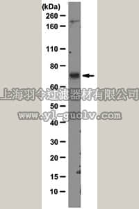 merck millipore,默克密理博,04-1530,Anti-MDM2 Antibody, clone 3G9