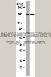 merck millipore,默克密理博,04-1540,Anti-PICH Antibody, clone 142-26-3