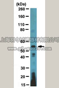 merck millipore,默克密理博,04-1542,Anti-ETS1 DBD Antibody, clone 1ET 7F2