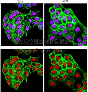merck millipore,默克密理博,04-1545,Anti-RARα Antibody, clone 9α-9A6