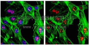 merck millipore,默克密理博,04-1550,Anti-SC-35 Antibody, clone 1SC-4F11