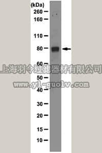 merck millipore,默克密理博,04-1555,Anti-Mdmx Antibody, clone 8C6