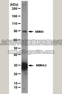 merck millipore,默克密理博,04-1556,Anti-MDM4 Antibody, clone 7A8