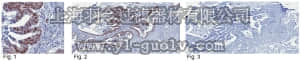 merck millipore,默克密理博,04-1557,Anti-SIRT1 Antibody, clone 10E4