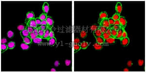 merck millipore,默克密理博,04-1564,Anti-Estrogen Receptor α Antibody, clone F3-A