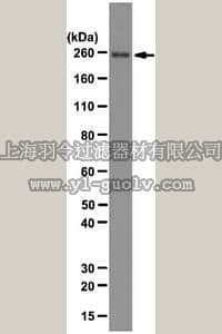 merck millipore,默克密理博,04-1569,Anti-RNA polymerase II subunit B1 Antibody, clone 4F8