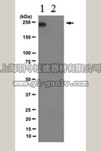 merck millipore,默克密理博,04-1570-I,Anti-RNA polymerase II subunit B1 (phospho-CTD Ser-7) Antibody, clone 4E12