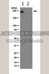 merck millipore,默克密理博,04-1571-I,Anti-RNA polymerase II subunit B1 (phospho CTD Ser-2) Antibody, clone 3E10