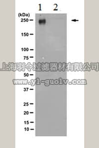 merck millipore,默克密理博,04-1572-I,Anti-RNA polymerase II subunit B1 (phospho-CTD Ser-5) Antibody, clone 3E8