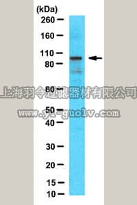 merck millipore,默克密理博,04-1573,Anti-Ataxin-7 Antibody, clone 3SCA-1C1