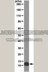merck millipore,默克密理博,04-1579,Anti-Interleukin-13 (IL-13) Antibody, clone B2