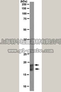 merck millipore,默克密理博,04-1583,Anti-Interleukin 21 (IL-21) Antibody, clone 1G8