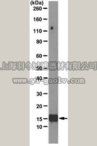 merck millipore,默克密理博,04-1584,Anti-Interleukin-2 (IL-2) Antibody, clone 3F9