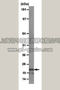 merck millipore,默克密理博,04-1593,Anti-Activation-induced cytidine deaminase (AID) Antibody, clone EK2-5G9