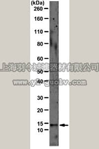 merck millipore,默克密理博,04-1599,Anti-Interleukin-15 (IL-15) Antibody, clone 1H3