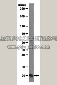 merck millipore,默克密理博,04-1624,Anti-Centrin Antibody, clone 20H5