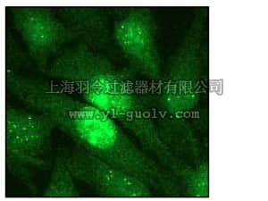 merck millipore,默克密理博,04-205,Anti-CENP-A Antibody, clone EP800Y, rabbit monoclonal