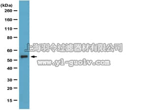 merck millipore,默克密理博,04-207,Anti-Chk1 (NT) Antibody, clone E250, rabbit monoclonal