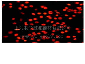 merck millipore,默克密理博,04-210,Anti-c-Jun (CT) Antibody, clone EP693Y, rabbit monoclonal