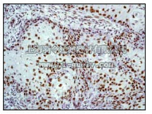 merck millipore,默克密理博,04-211,Anti-c-Jun (NT) Antibody, clone E254, rabbit monoclonal