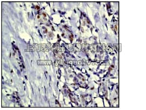 merck millipore,默克密理博,04-212,Anti-phospho-c-Jun (Ser63) Antibody,clone Y172, rabbit monoclonal