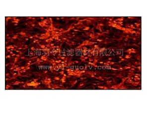 merck millipore,默克密理博,04-218,Anti-CREB Antibody, clone E306, rabbit monoclonal