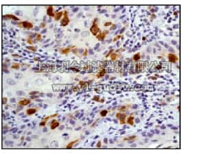 merck millipore,默克密理博,04-220,Anti-Cyclin B1 (CT) Antibody, clone Y106, rabbit monoclonal