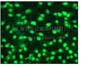 merck millipore,默克密理博,04-221,Anti-Cyclin D1 Antibody, clone EP272Y, rabbit monoclonal