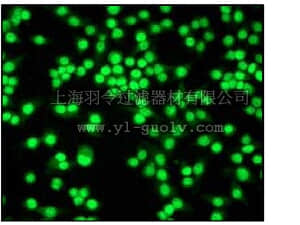 merck millipore,默克密理博,04-222,Anti-Cyclin E1 Antibody,clone EP435E rabbit monoclonal