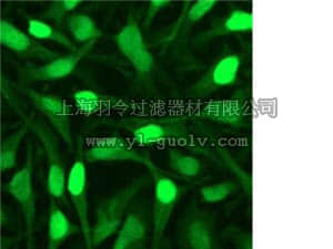 merck millipore,默克密理博,04-223,Anti-Cyclin E2 Antibody, clone EP454Y, rabbit monoclonal