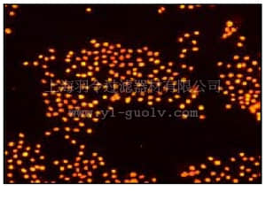 merck millipore,默克密理博,04-229,Anti-HDAC2 Antibody, clone Y461, rabbit monoclonal