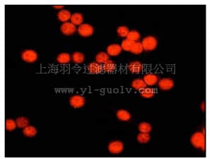 merck millipore,默克密理博,04-230,Anti-HDAC3 Antibody, clone Y415, rabbit monoclonal