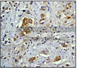 merck millipore,默克密理博,04-234,Anti-NFĸB p50 Antibody, clone E381, rabbit monoclonal