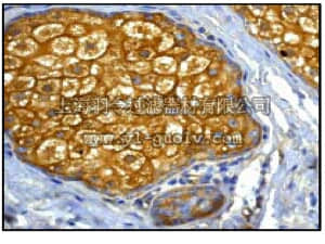 merck millipore,默克密理博,04-235,Anti-NFĸB Antibody, p65, clone E379, rabbit monoclonal