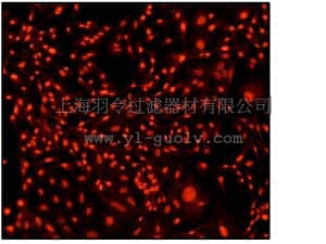 merck millipore,默克密理博,04-240,Anti-p27(Kip1) Antibody, clone Y236, rabbit monoclonal