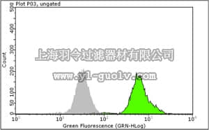 merck millipore,默克密理博,04-242,Anti-p53 (CT) Antibody, clone E47, rabbit monoclonal